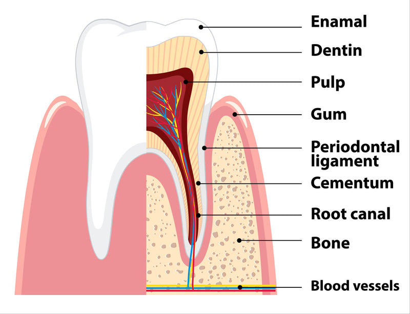 Teeth stain areas diagram